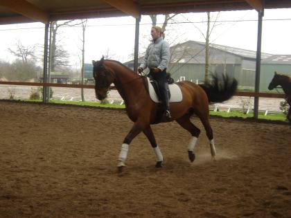 Biete tollen Trakehner für Reitbeteiligung