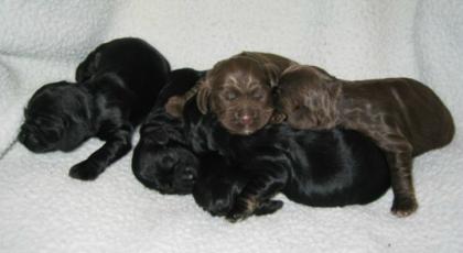 Niedliche Cocker Spaniel Welpen für einen guten Preis.200