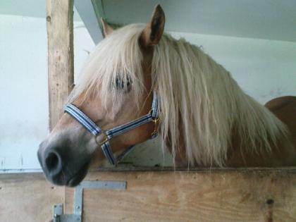 Biete Reitbeteligung an Haflinger Stute