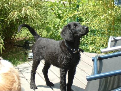 Flat coated Retriever Welpen