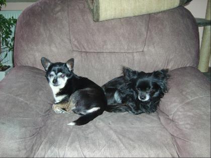 Gebe 2 Chihuahuas