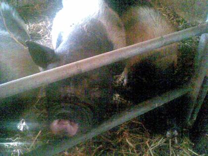 Zwerghängebauchschweine