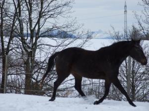 Reiterparadies im Allgäu