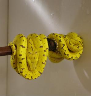 Grüner Baumpython und Tigerpython ´s