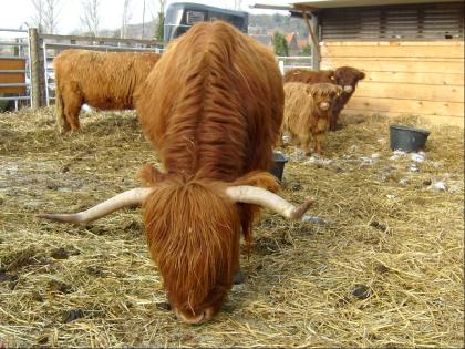 Kl.Herde Highland-Cattle Rinderfangstand