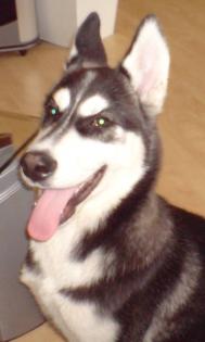 6 Monate alter Sibirian Husky Welpe