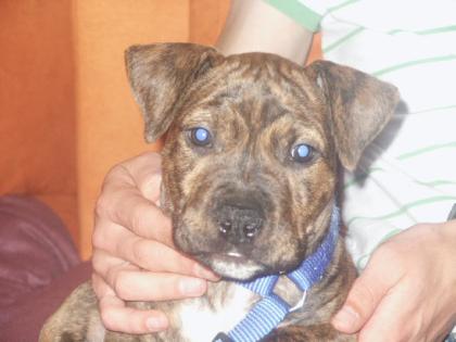 Süsser kleiner pibull-staffordmix welpe vb