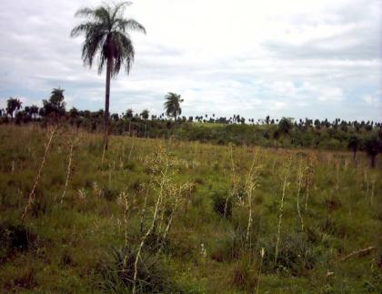 Grundstück in Paraguay