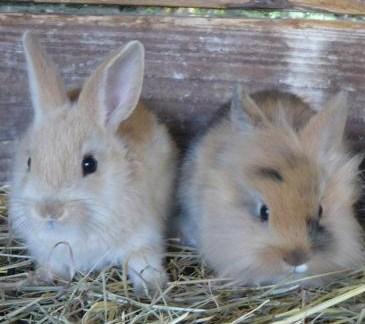 Hasenbabys suchen immernoch ein zu Hause