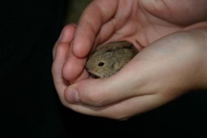 Steppenlemming-Hobbyzucht hat Nachwuchs