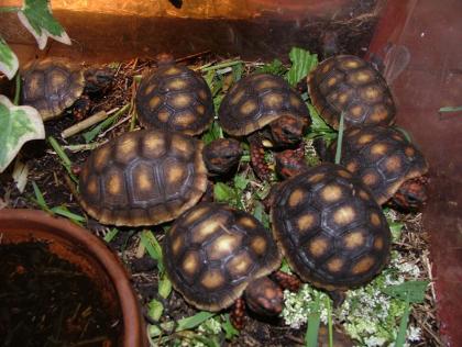 Geochelone carbonaria, köhlenbrander schildkröten