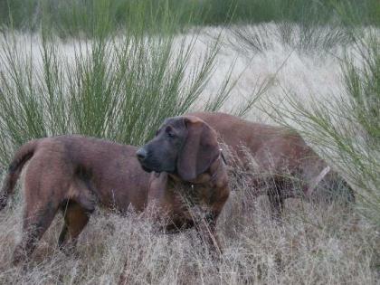 HS Hanoveraners Schweisshund