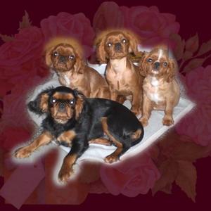 Welpen king charles spaniel