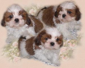 Welpen Shih Tzu