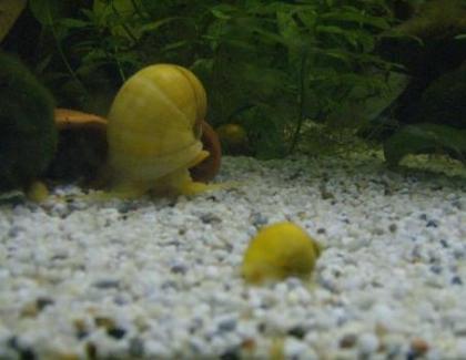 Reinerbige gelbe Apfelschnecken zu verkaufen ab 1 cm