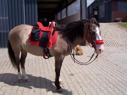 Biete Reitbeteiligung an 14 Jähriger Criollostute!!