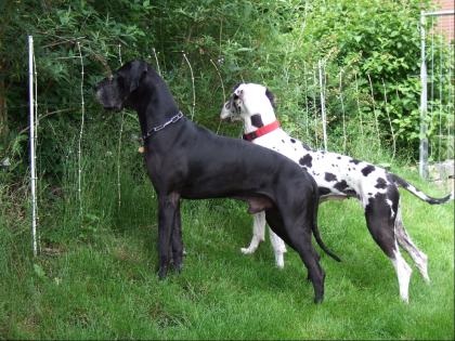 Deutsche Dogge schwarzer Deckrüde