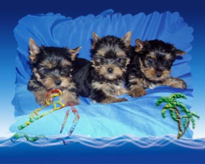 Yorkshire-terrier