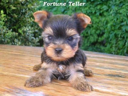 Yorkshire terrier Welpen mit Stammbaum