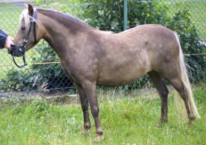 Classic-Pony Stute Liberty abzugeben !