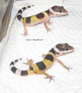 Leopardgecko-Jungtiere Farbmixe