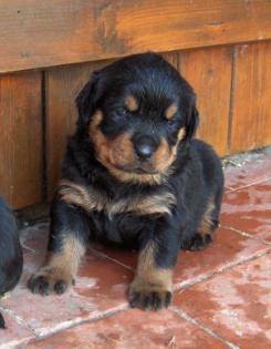 Rottweiler-Welpen