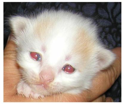 Türkisch Van Katzenbabys abzugeben