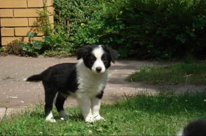 Wunderschöne Border Collies