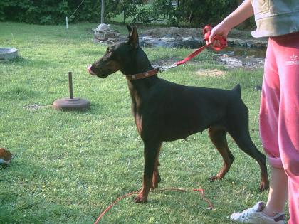 Dobermann /hündin voll kupiert sucht dringen neues zu hause