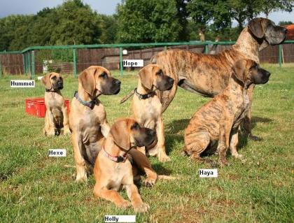 Deutsche Doggenwelpen / Deutsche Dogge vom Nordstern