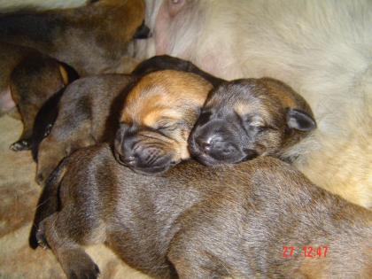 Verkaufen 7 süße Kaukasen- Dobermannwelpen