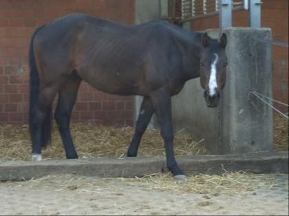 Quarterhorse Wallach in Bay mit Reiningtalent