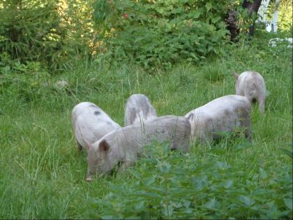 Kleine Ferkel abzugeben