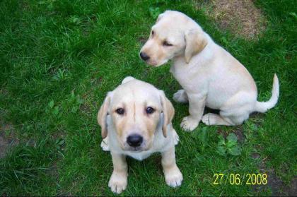 BLONDE LABRADOR WELPEN IN COTTBUS SOFORT ABZUG. 350€