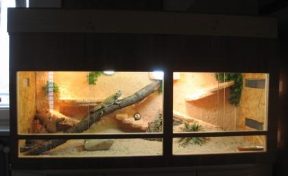 Holzterrarium 140x60x65 + Bartagame und Zubehör abzugeben