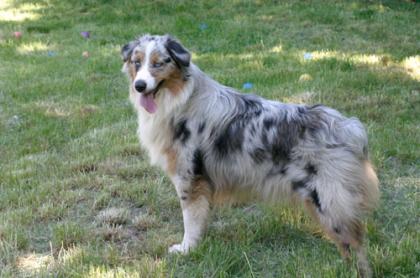 Australian Shepherd Zuchthündin FCI/ASCA Papiere abzugeben