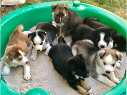 Gesunde Pomsky Süß zur Welt gebracht.