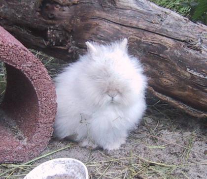 Zwergkaninchen - typvoller Teddyzwerg 1.0 / 8. Wo., Weiß/blaue Augen