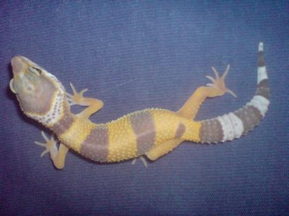 Leopardgecko Nachzuchten