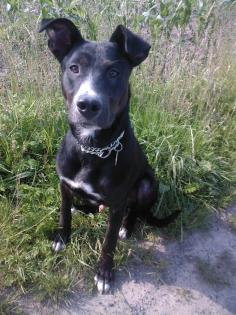 7 monate alter Pittbull Mix