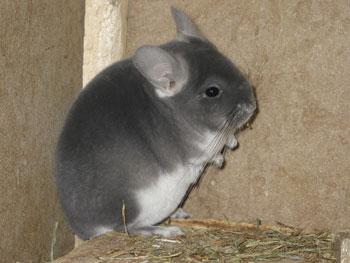 Chinchillas abzugeben!!