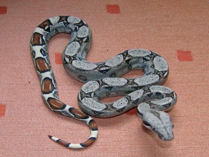 Boa Heterozygot 66% für Albino