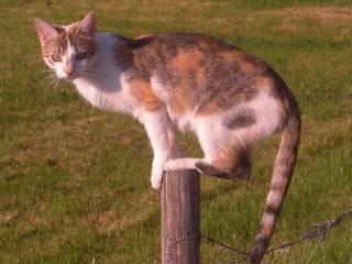 Dreifarbige einjährige familienkatze