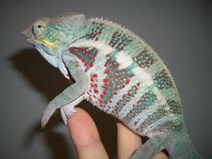 Furcifer pardalis Ambanja Blue Diamond nachzuchten