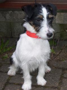 Parson Jack Russel Terrier junghund rüde 7 monate