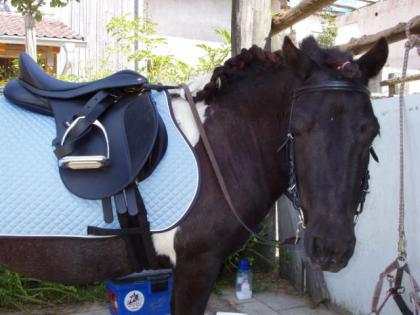 Biete RB auf geritten u. gefahrenem Pony Nähe Biberbach an.