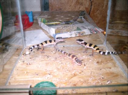 Leopardgeckos