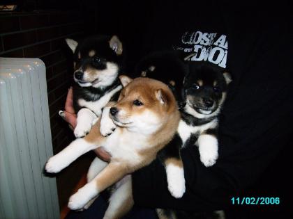 Shiba Inu Welpen