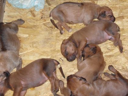 Wunderschöne Rhodesian Ridgeback - Welpen