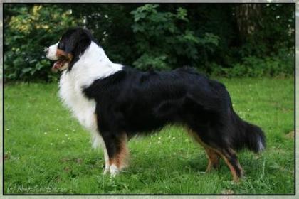 Australian Shepherd Deckrüde